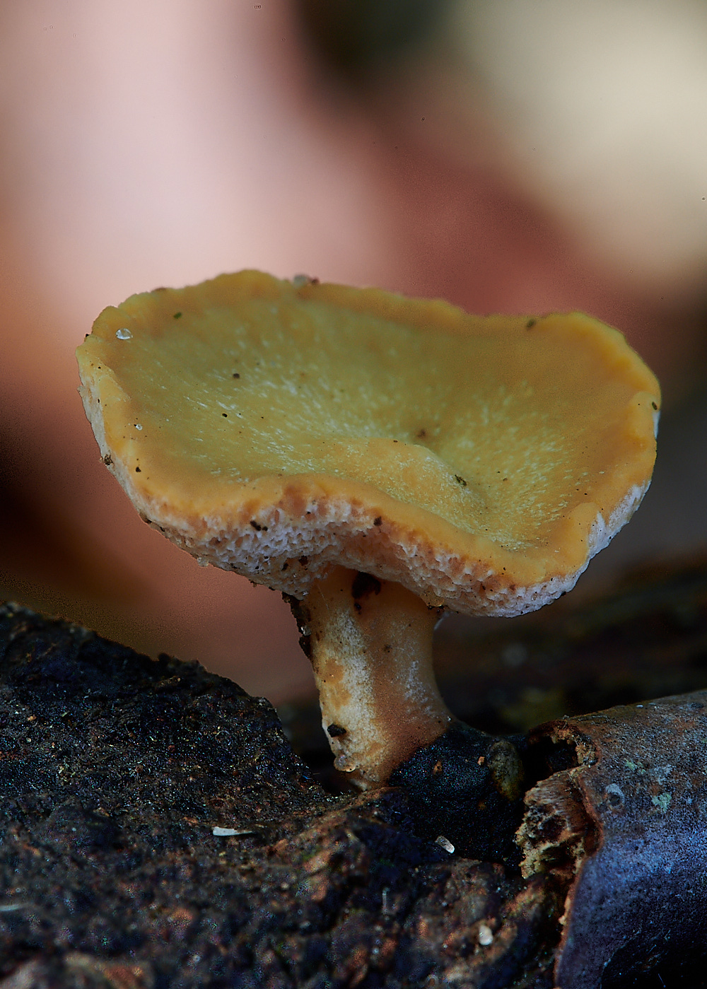 CranwichPitsBlackfootPolypore021022-1