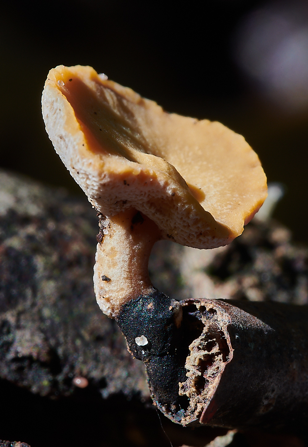 CranwichPitsBlackfootPolypore021022-2