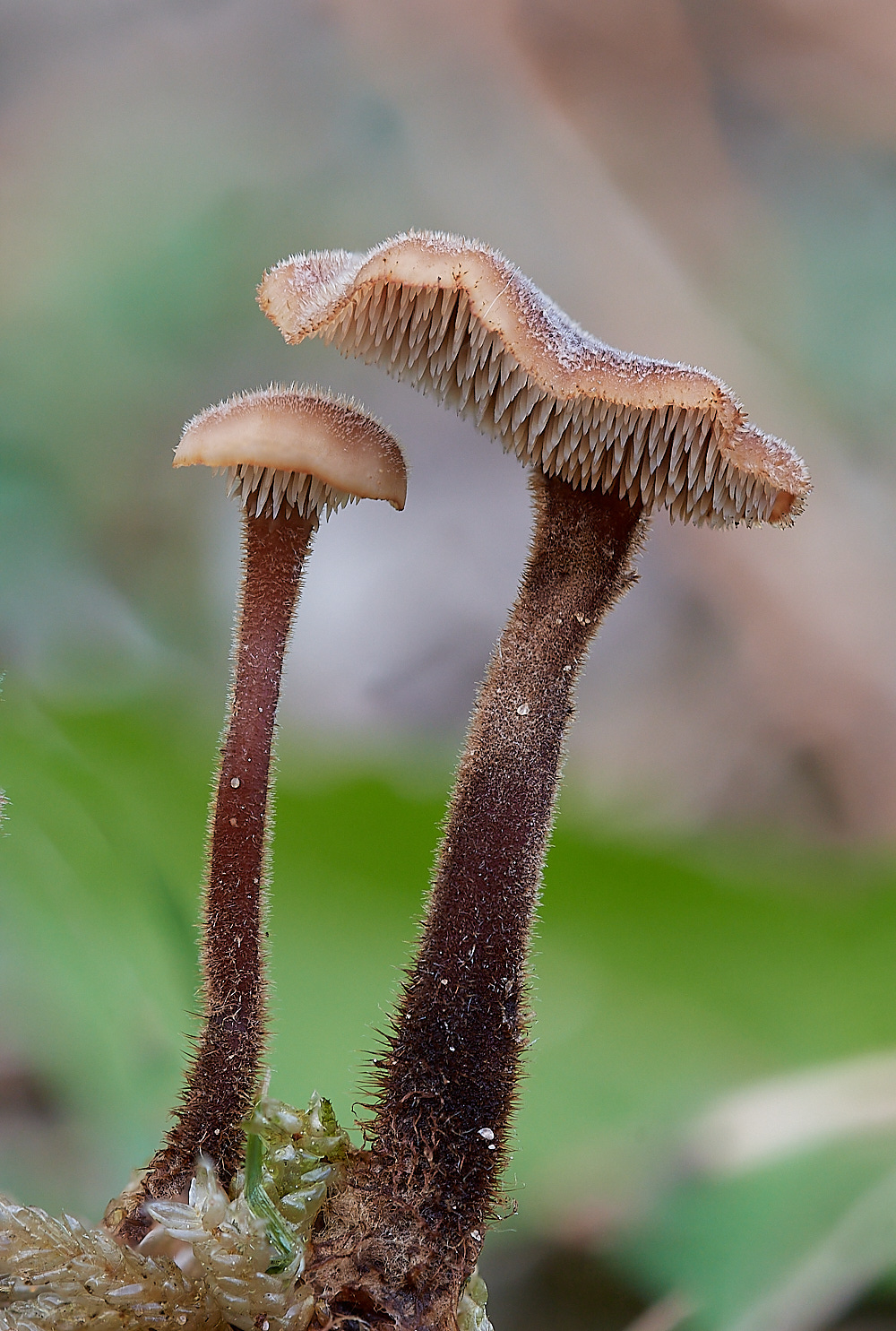 CranwichPitsEarpickFungus021022-1