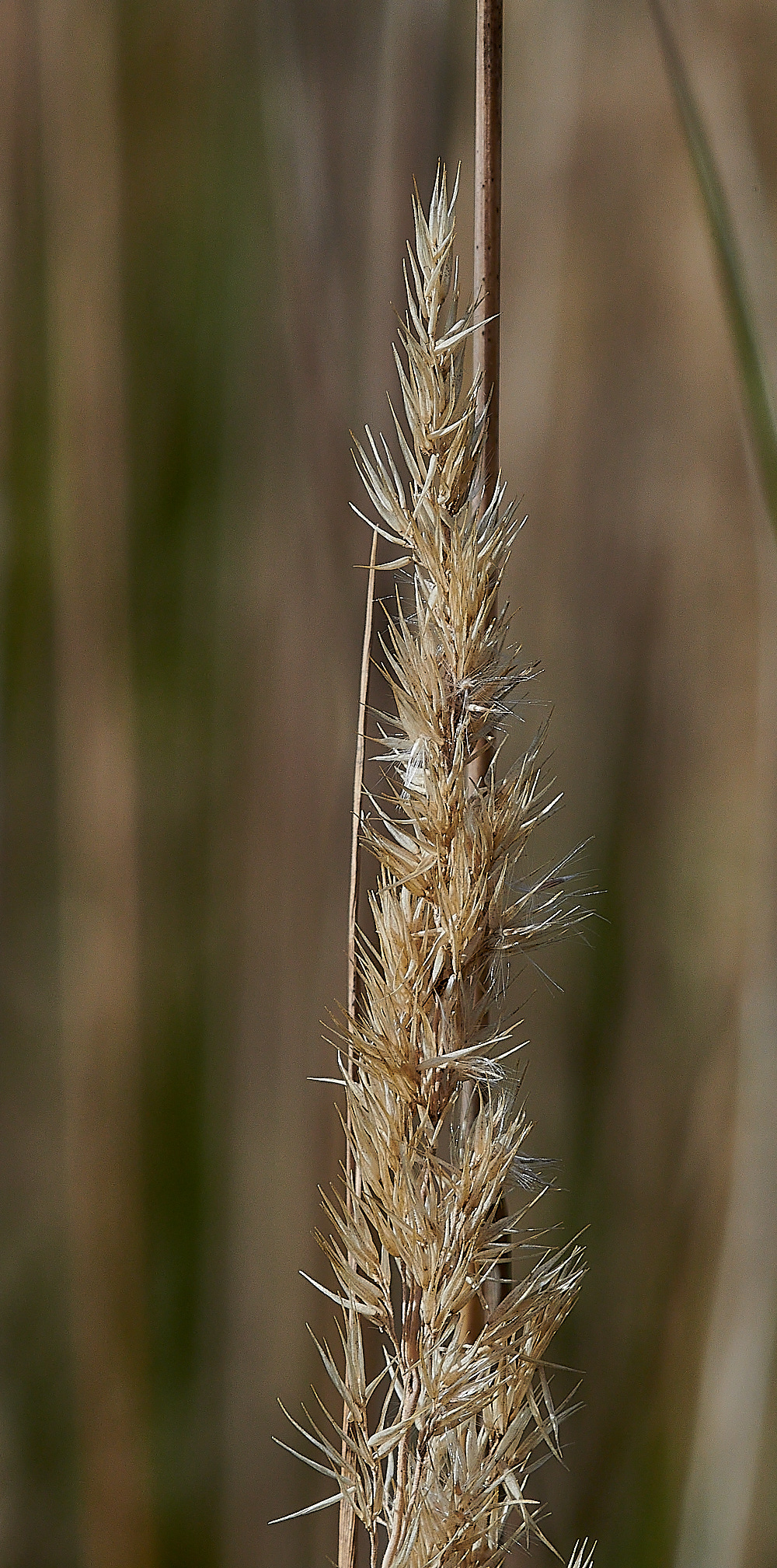 CranwichPitsGrass021022-1