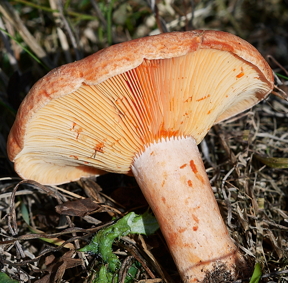 CranwichPitsSaffronMilkcap021022-3