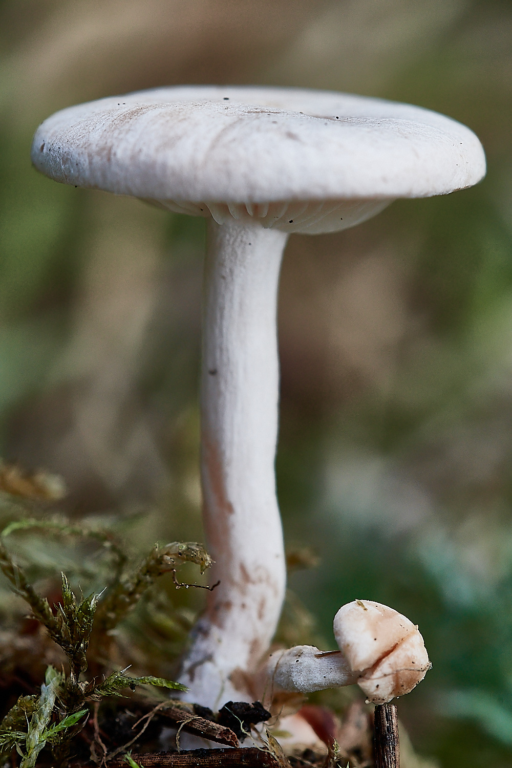 CranwichPitsShroom021022-1