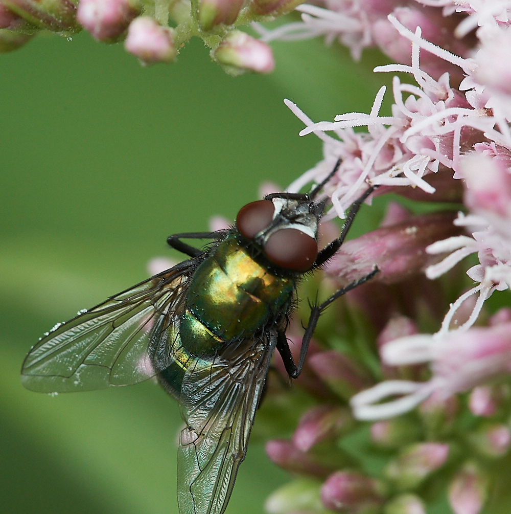 FouldenCommonFly250722-1